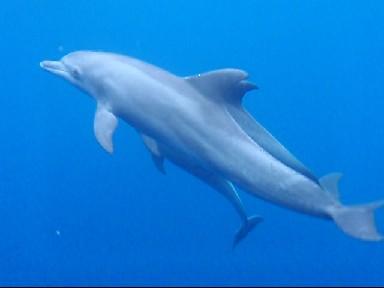 Dauphin à Mayotte