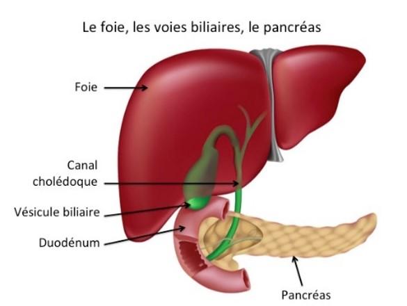 soigner le foie